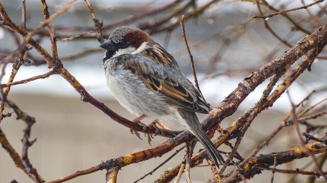 A male house sparrow in a tree