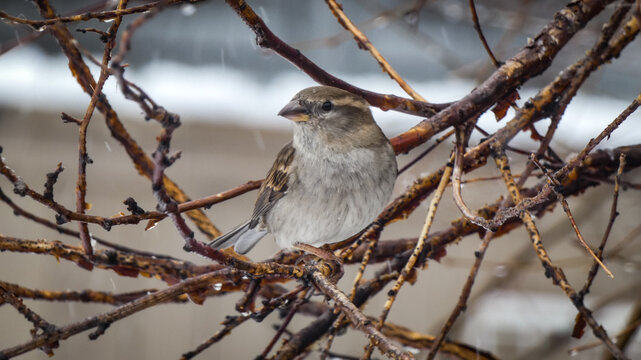 A female house sparrow sitting on in a tree
