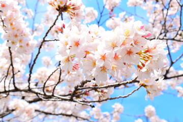桜と青空