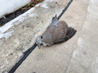 Dead body of pigeon laying on cement ground alone, concept of plague infected by bird pestilence