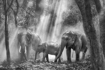 asia elephant family standing together in forest in black and white