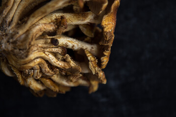 Closeup view of back of cinnamon cap mushroom on a dark moody background