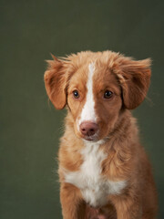 Nova Scotia duck retriever puppy on a green background. Charming Dog in the studio. funny toller