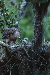 Red-Shouldered Hawk (Buteo Lineatus) - Nesting Series - Mother with Two Chicks