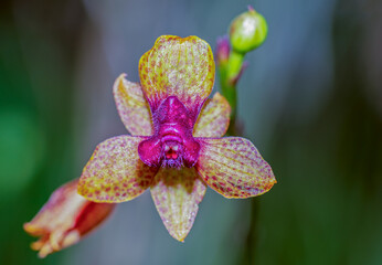 An orchid from Ecuador (Phalaenopsis)
