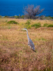 Great Blue Heron in Big Sur