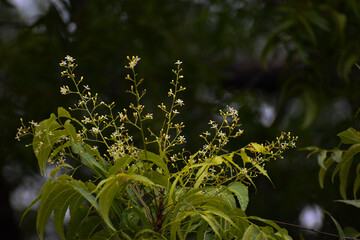 flowers in the garden