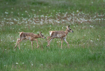 Young Pronghorn