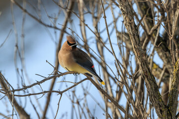 Cedar Waxwing in a tree