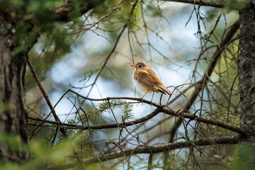 Veery on a branch