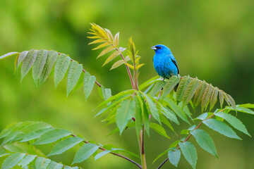 Indigo Bunting sitting on a branch