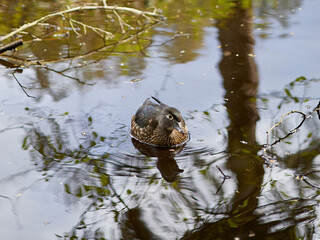 wild duck on lake 