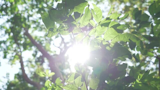 Looking forward up POV Camera leaves high trees woods sunshine. Close up jungle trees sun beams through forest.