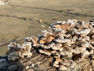 Schizophyllum commune mushrooms on the wood in the beach