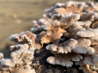 Schizophyllum commune mushrooms on the wood in the beach