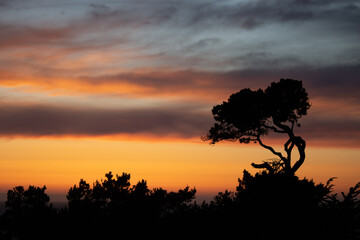 Fototapeta na wymiar Sunset Tree and Bushes Silhouette