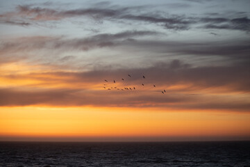 Obraz premium Sunset Horizon Birds