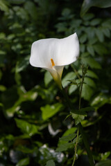 Wild Lily 