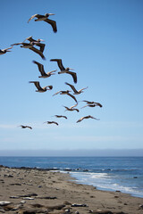 Pelicans and Seals