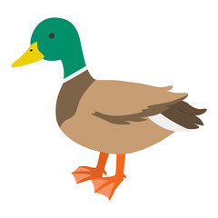 鴨のイラスト