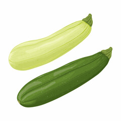 Zucchini. Image of sliced zucchini. Vegetarian vegetable from the garden. Farm vegetables. Vector illustration isolated on a white background