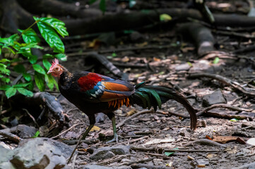 a pair of pheasant. Red jungle fowl local breed in Thailand.