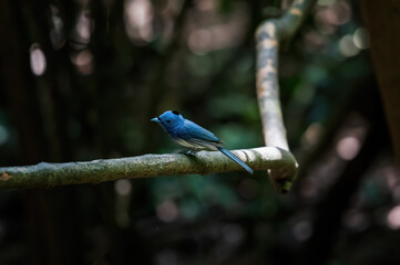 lilac roller on a branch. blue bird on a branch .bird on a branch