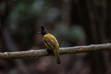 black tailed eater