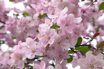 Pink flowers of an ornamental apple tree in the park