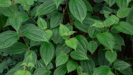 Wild Pepper Betel Leaf Plant Organic Piper Sarmentosum, one of the wild plants that has...