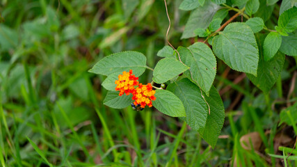 Lantana, one of the wild plants with beautiful flowers and fruit that can cure malaria
