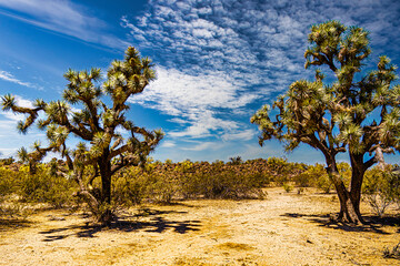 Fototapeta premium Joshua trees in the Arizona desert