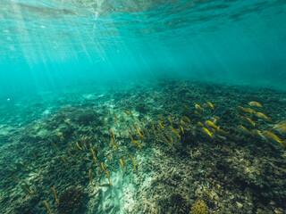 Underwater at the beach on the island