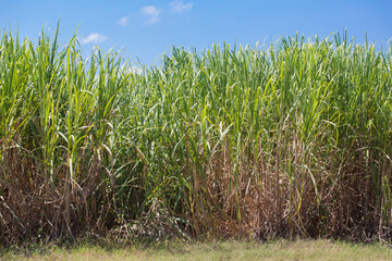 Sugar Cane Plants growing in a South Louisiana Field
