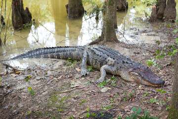 American Alligator in Louisiana