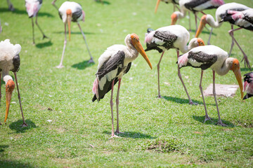 Obraz na płótnie Canvas Flock of Painted stork on the lawn in safari