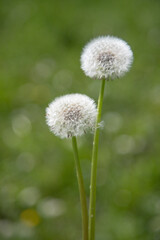 White dandelions on a blurred green background.