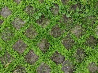 Paving-stone overgrown with green grass.