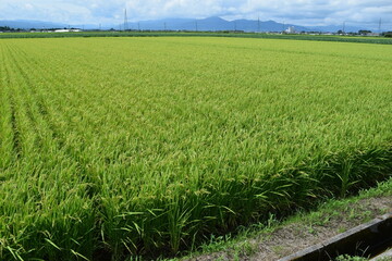 膨らみ始めた稲穂