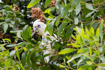 Little Corella bird, Cacatua sanguinea perched in tree, Australia