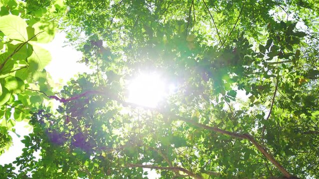 Looking forward up POV Camera leaves high trees woods sunshine. Close up jungle trees sun beams through forest.