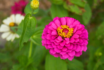 Obraz premium pink Zinnia violacea flower blooming soft light in garden Thailand.