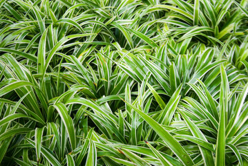 green leaves bright colorful nature in garden Thailand.