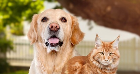 Golden retriever dog and cute cat on outdoor background
