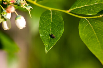 A fly on a leaf