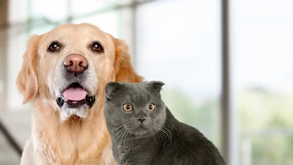 Poster Golden retriever dog and cute cat on pastel background © BillionPhotos.com