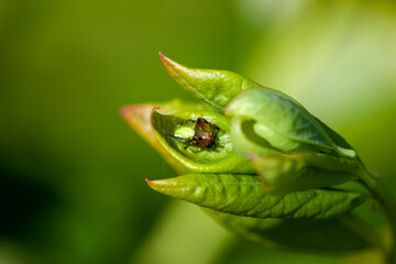 Spiders on a leaf