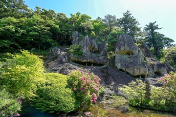 奇岩に安置された石仏と満開のシャクナゲのコラボ情景＠石川