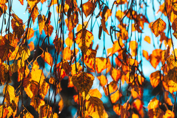 muchas hojas de otoño colgando de sus ramas colgantes de un árbol con cielo de fondo
