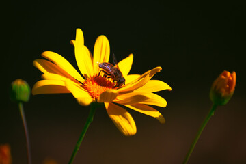 Abeja extrayendo polen en una flor amarilla pequeña
